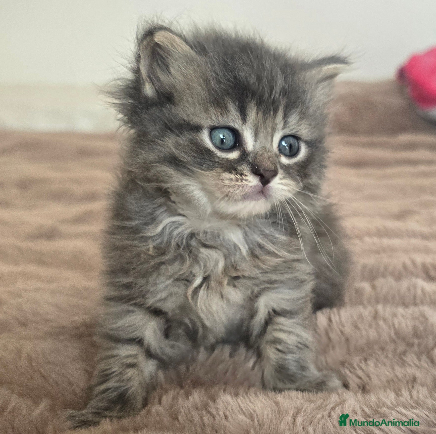 Británico de Pelo Largo gatos Gatcot.com - Anuncio 9