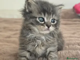 Británico de Pelo Largo gatos Gatcot.com - Anuncio 9