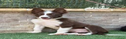 Border Collie perros en venta: Cachorro Border collie  - Anuncio 4