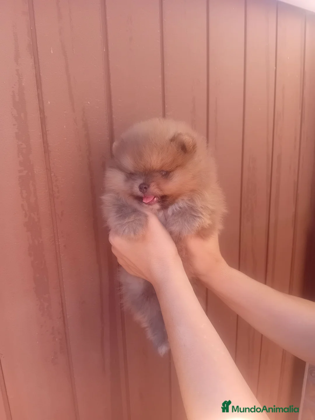 Pomerania perros en venta: ‼️POMERANIAS AMERICANOS TAMAÑO TOY - Anuncio 4
