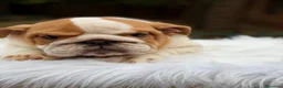 Bulldog Inglés perros en venta: Bulldog inglés de calidad  - Anuncio 3