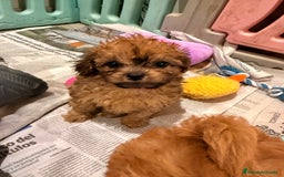 Shihpoo perros en venta: Preciosos ShihPoos de varios colores - Imagen 6
