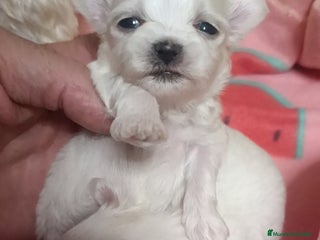 Bichón Maltés perros Bichón maltés - Anuncio 1