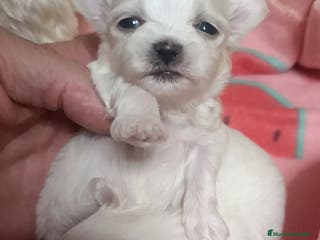 Bichón Maltés perros Bichón maltés - Anuncio 16