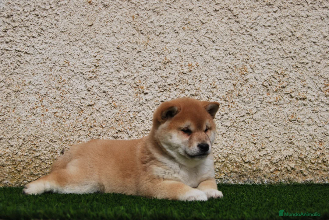Shiba Inu perros en venta: SHIBA INU, CACHORROS DISPONIBLES en Madrid - Anuncio 4