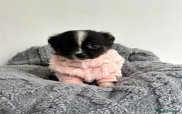 Pomchi perros en venta: Pomchi - Imagen 6