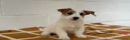 Jack Russell Terrier perros en venta: Extraordinarios Jack Russell Terrier de pelo duro - Anuncio 1