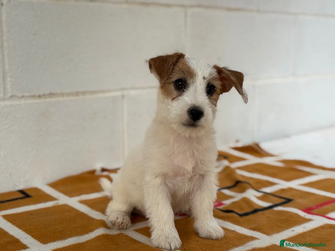 Jack Russell Terrier perros en venta: Extraordinarios Jack Russell Terrier de pelo duro - Anuncio 1