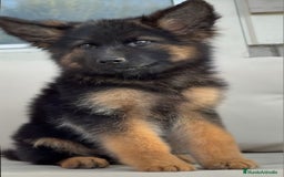 Pastor Alemán perros en venta: Pastor Alemán  - Imagen 1