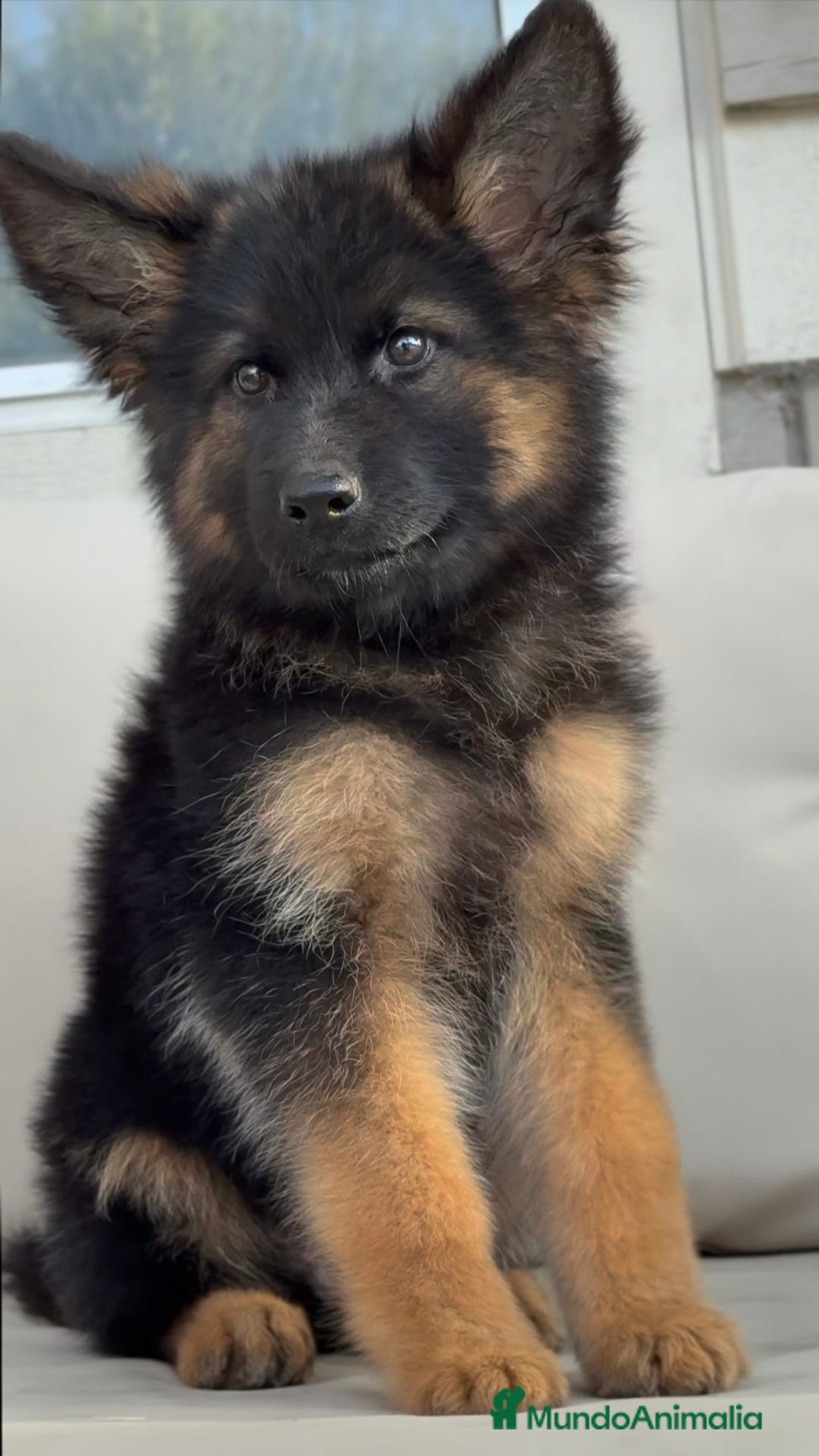 Pastor Alemán perros en venta: Pastor Alemán  - Imagen 1