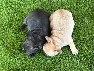 Bulldog Francés perros Bulldog francés . - Anuncio 9