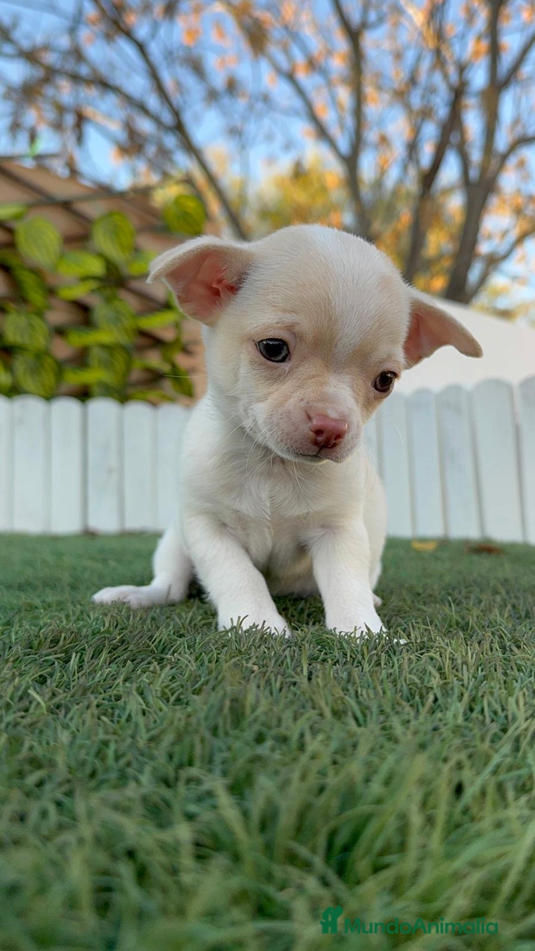 Chihuahua perros en venta: CHIHUAHUA MACHO - Anuncio 11