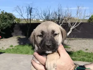 Mastín Español perros Últimas disponible, mastin hembras - Anuncio 4