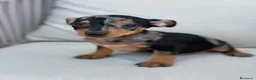 Pinscher Miniatura perros en venta: Mini pincher Exoticos  - Anuncio 9