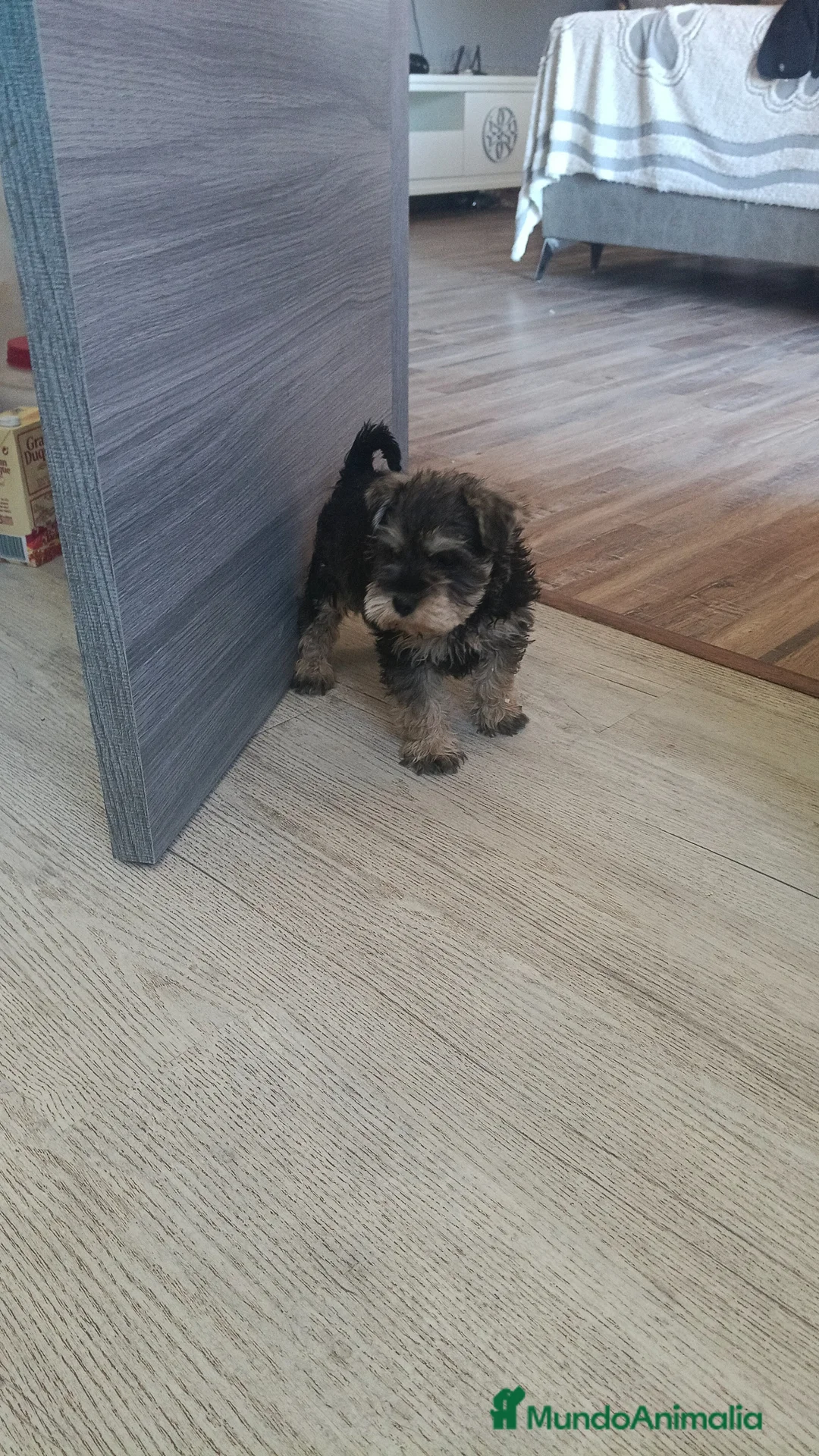 Schnauzer Mediano perros en venta: Macho disponible  - Anuncio 1