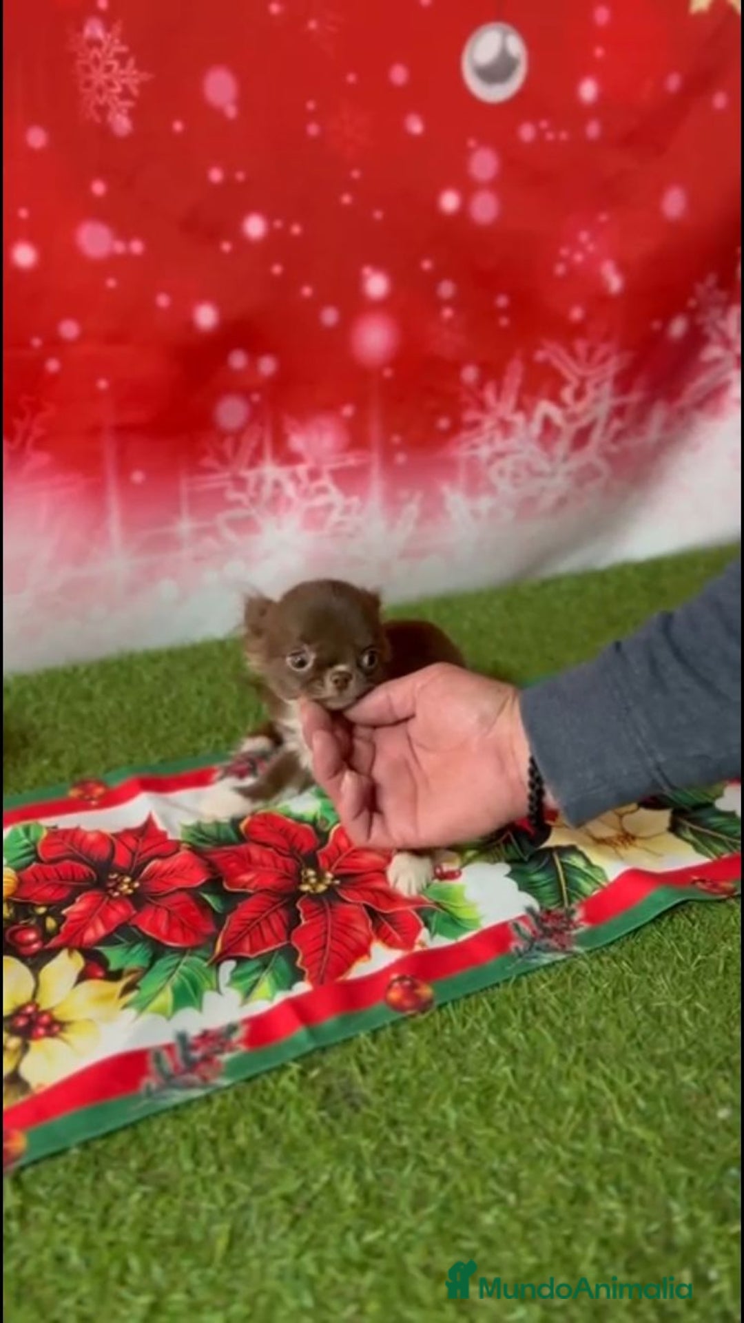 Chihuahua perros en venta: CHIHUAHUA TOY CHOCOLATE PELO LARGO - Anuncio 1