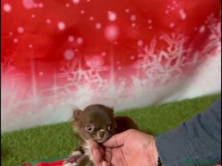 Chihuahua perros CHIHUAHUA TOY CHOCOLATE PELO LARGO - Anuncio 6