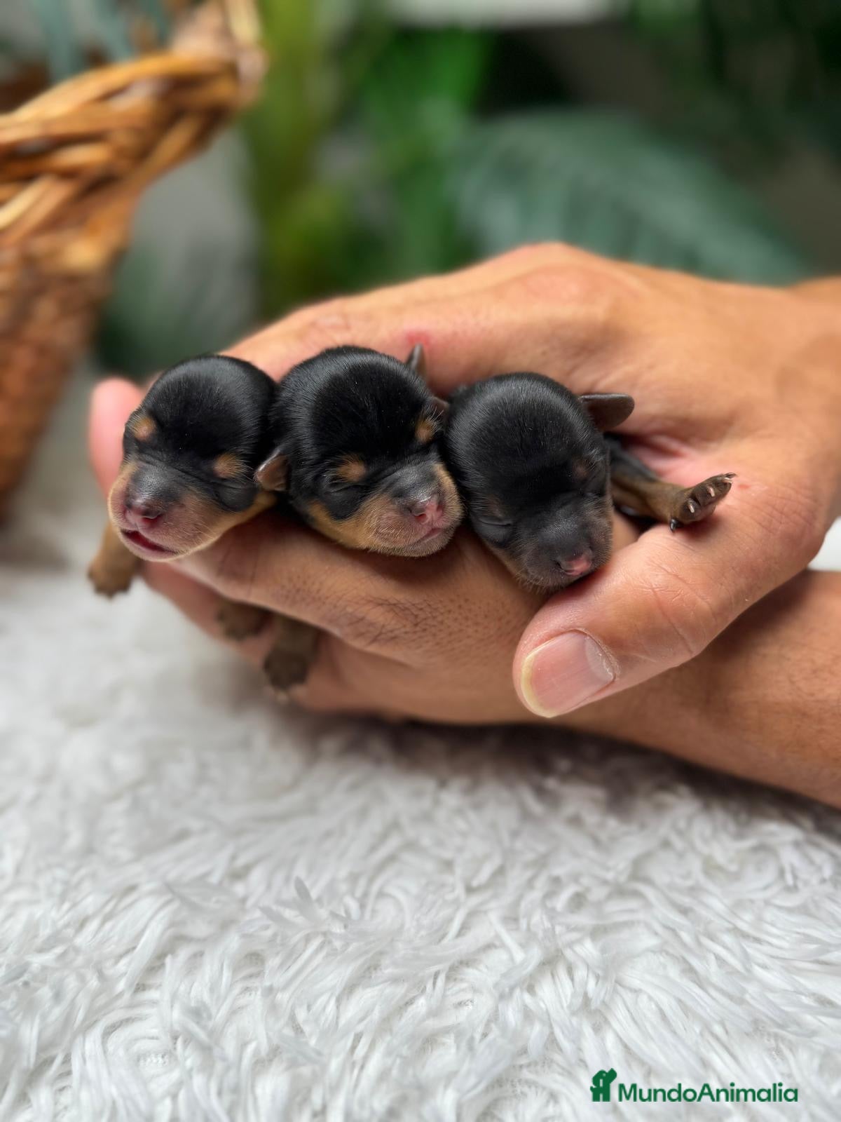 Yorkshire Terrier perros en venta: YORKSHIRE TERRIER - Anuncio 15