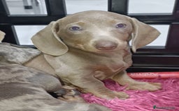 Teckel Miniatura perros en venta: Kaninchen teckel super chicos  - Imagen 8