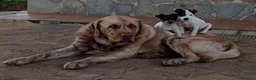 Ratonero Bodeguero Andaluz perros en venta: Ratonero Bodeguero Andaluz - Anuncio 3