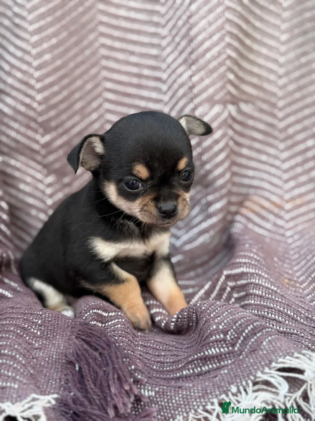 Chihuahua perros en venta: Chihuahuas hembras toy  - Anuncio 4