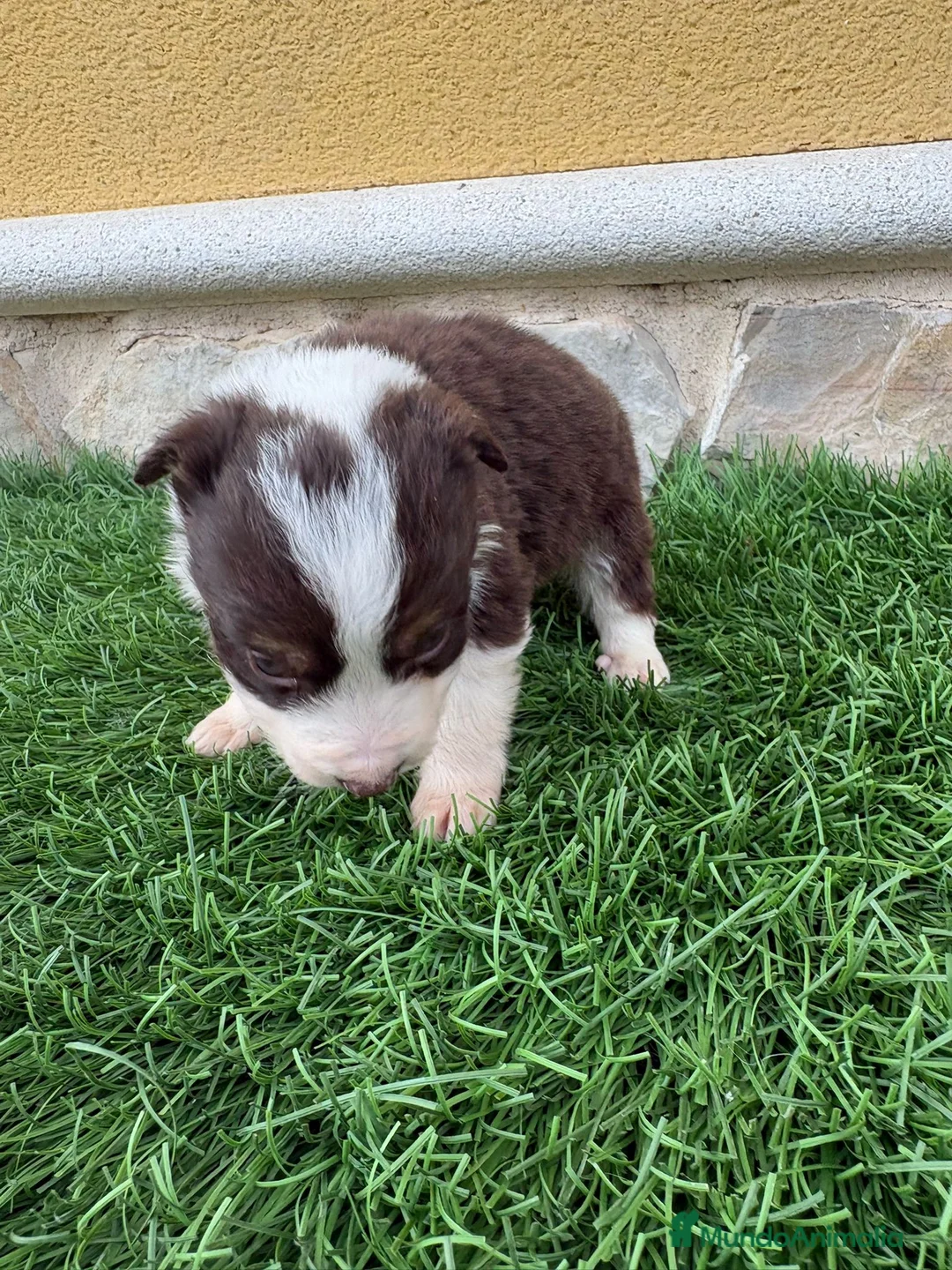 Border Collie perros en venta: Impresionantes Border Collie varios colores  - Anuncio 8