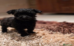 Caniche Toy perros en venta: CAMADA DE CANICHE TOY  - Imagen 3