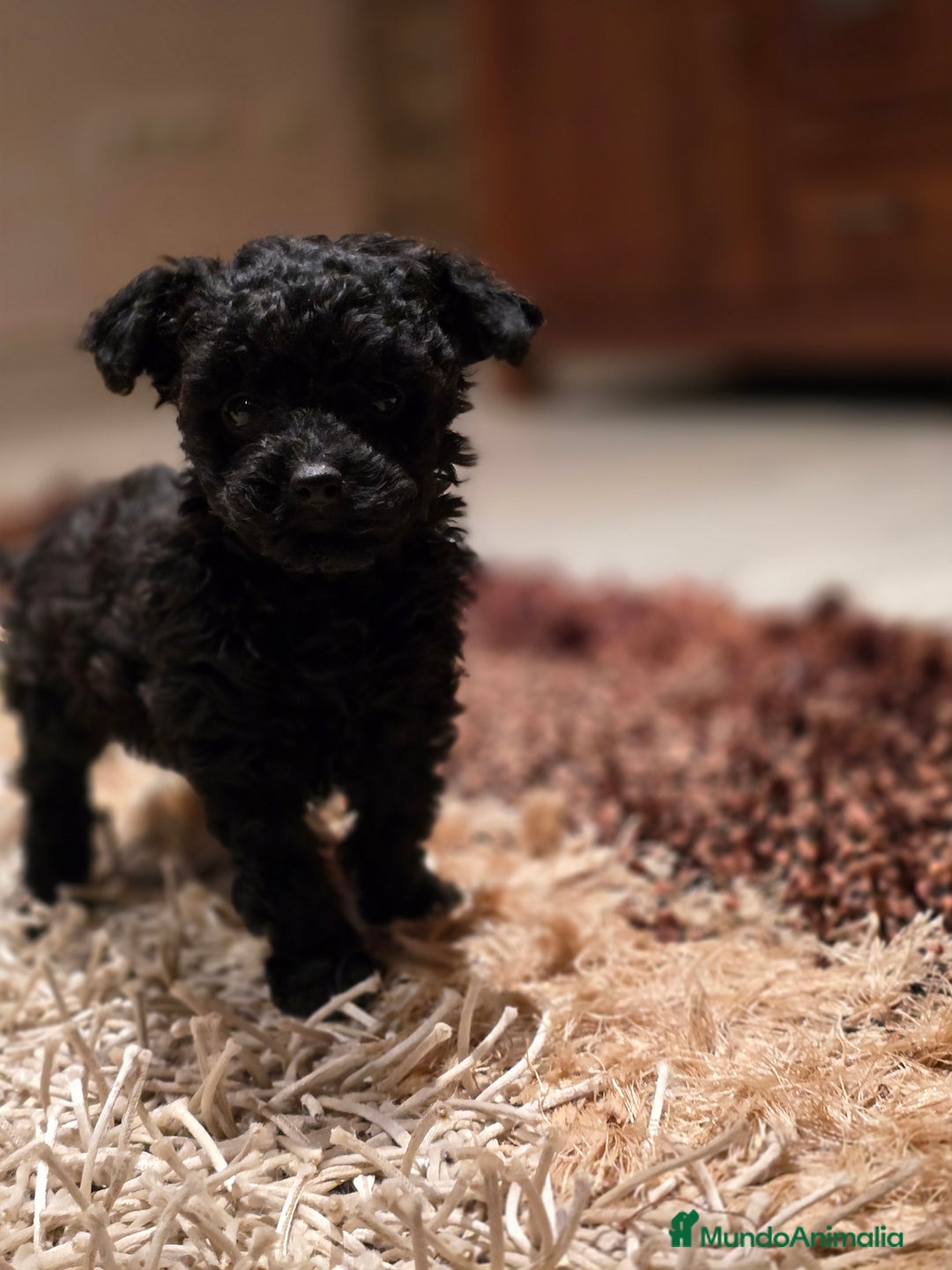 Caniche Toy perros en venta: CAMADA DE CANICHE TOY  - Imagen 3