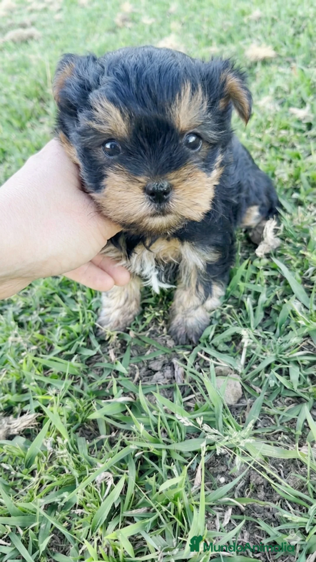 Yorkshire Terrier perros en venta: Yorkshire toy - Anuncio 2