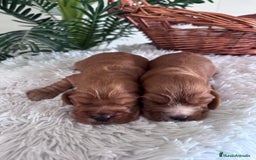 Cocker Spaniel Inglés perros en venta: COCKER SPANIEL INGLES - Anuncio 8
