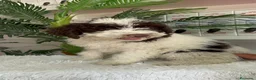 Perro de Agua Español perros en venta: PERRO DE AGUA - Anuncio 6