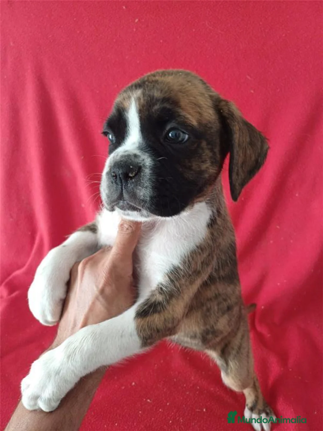 Boxer perros en venta: Boxer - Anuncio 2