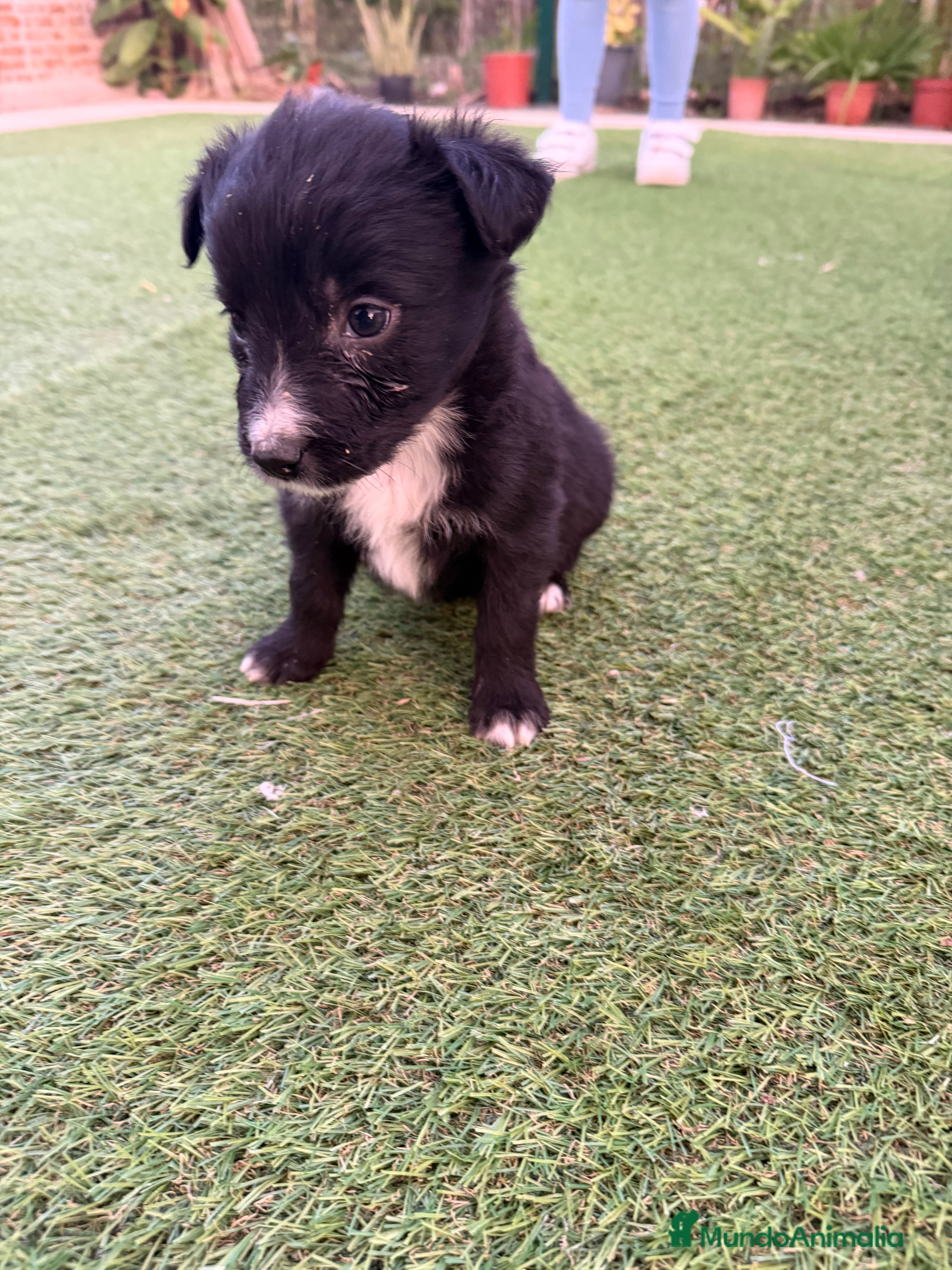 Border Collie perros Border collie - Anuncio 5