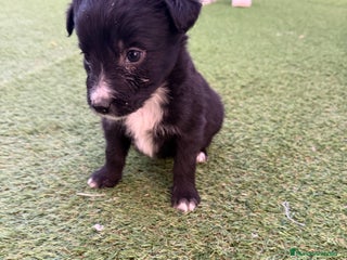 Border Collie perros Border collie - Anuncio 5