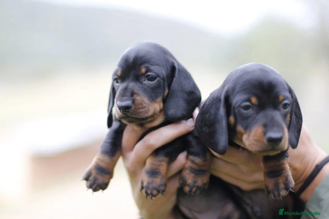 Imagen de galería {{count}}