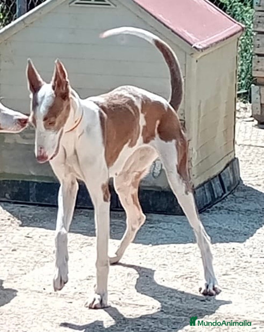 Podenco Ibicenco perros en venta: Podencos ibicencos  - Anuncio 5