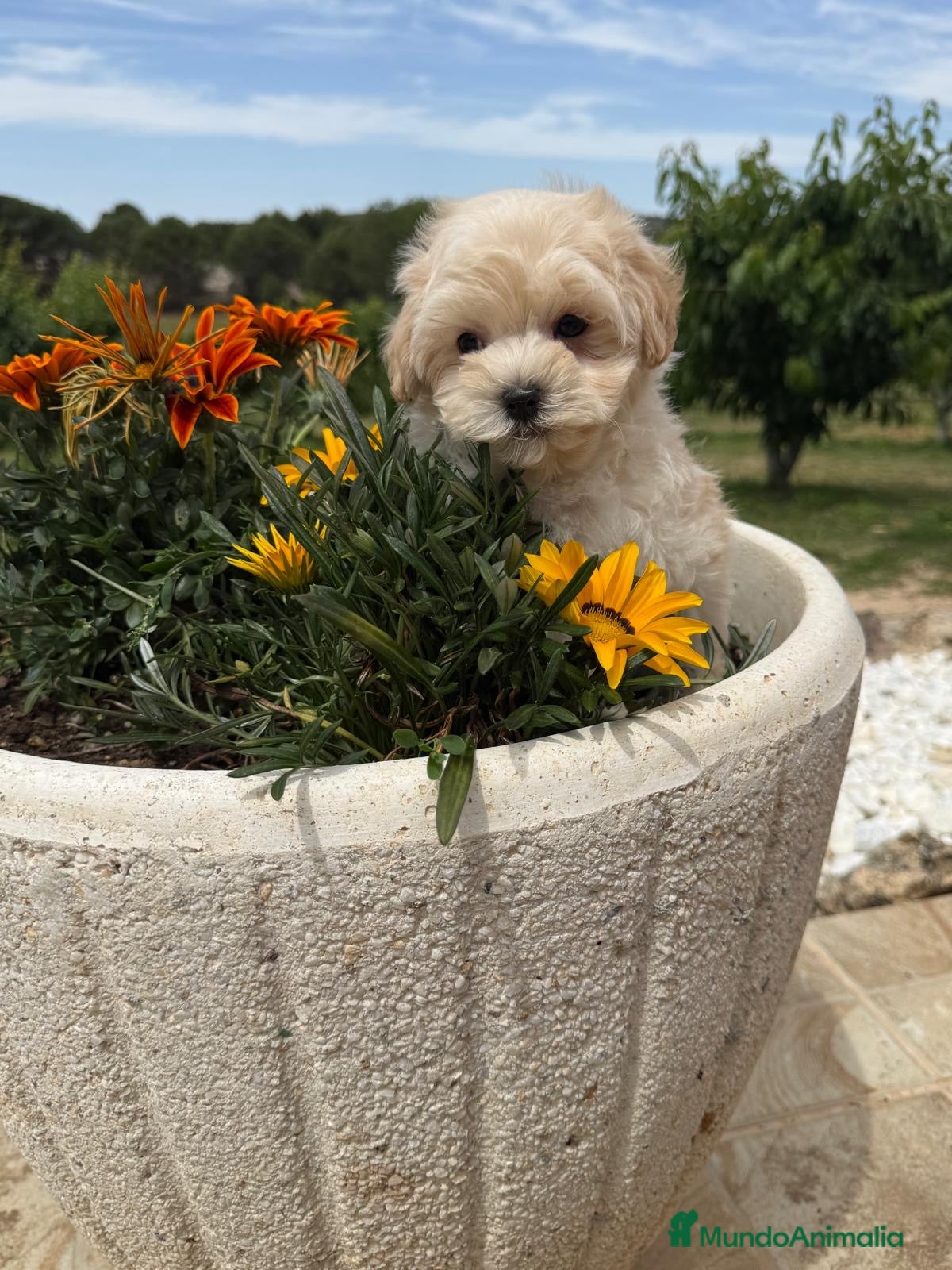 Maltipoo perros en venta: Maltipoo toy disponible !!! - Anuncio 4
