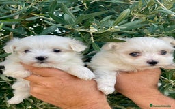 Bichón Maltés perros en venta: Cachorros de bichon maltes - Imagen 2