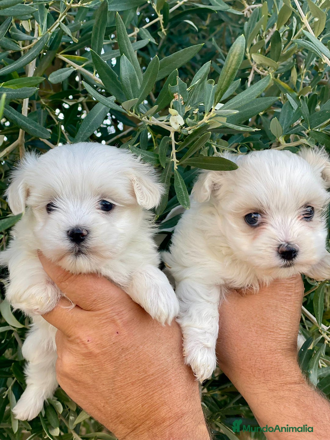 Bichón Maltés perros en venta: Cachorros de bichon maltes - Imagen 2