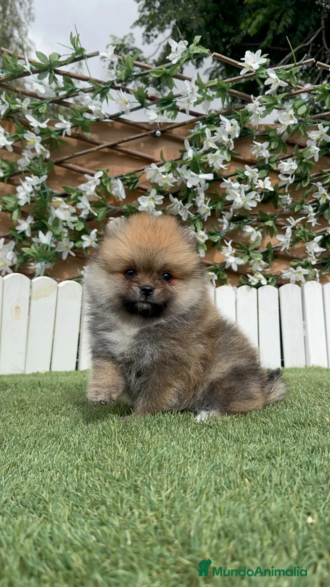 Pomerania perros en venta: POMERANIA - Anuncio 2