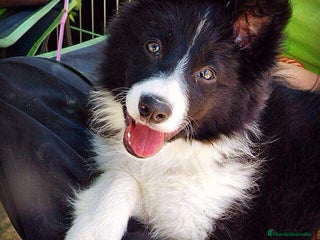 Border Collie perros - Anuncio 1