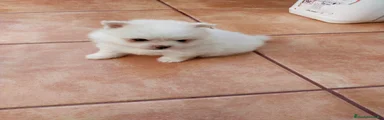 Pomerania Cachorro 4