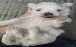 Bichón Maltés perros en venta: Excelente camada disponible!  - Imagen 3