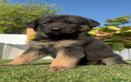 Pastor Alemán perros en venta: PASTOR ALEMÁN HEMBRA - Imagen 5