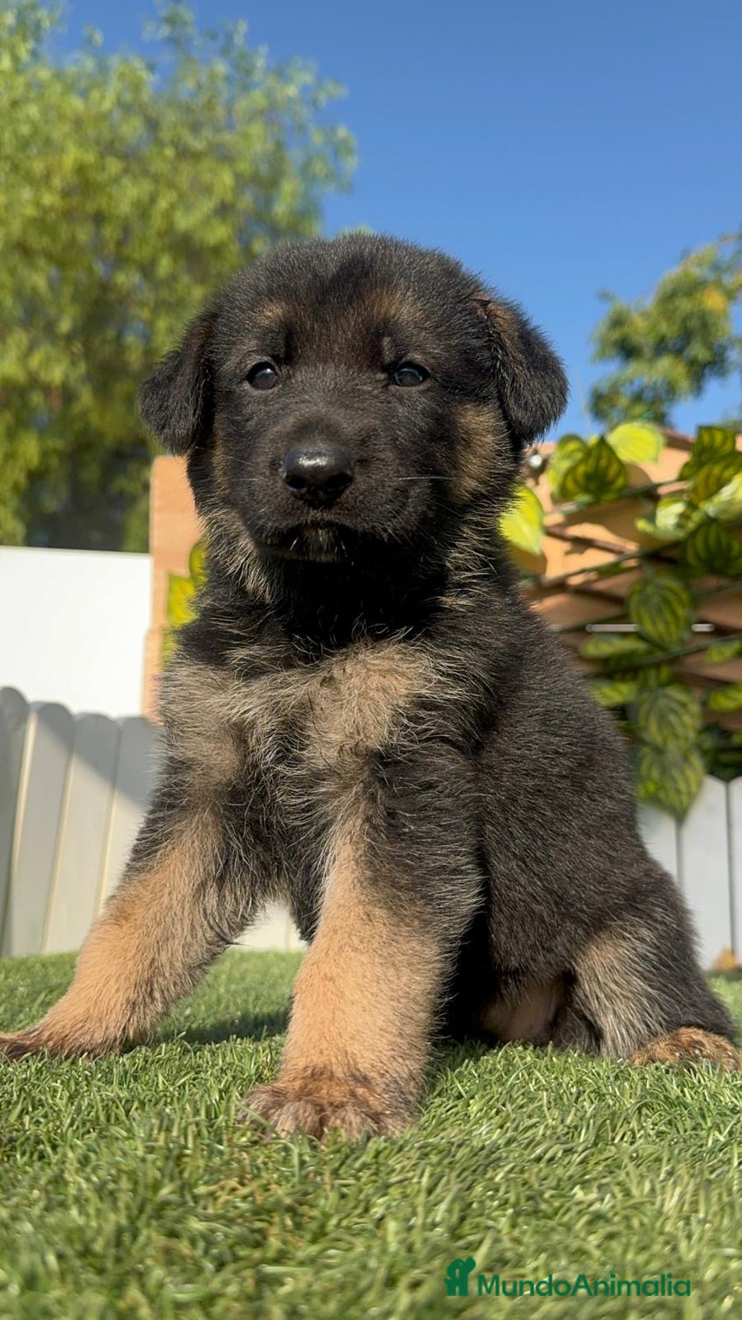 Pastor Alemán perros en venta: PASTOR ALEMÁN HEMBRA - Imagen 5