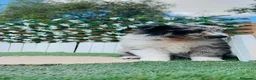 Border Collie perros en venta: BORDER COLLIE - Anuncio 5