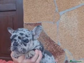 Bulldog Francés perros - Anuncio 30