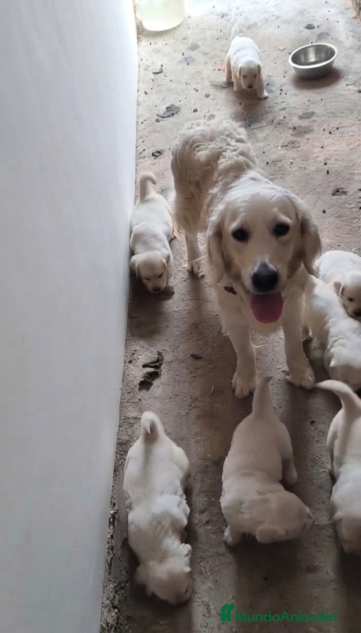 Golden Retriever perros Golden retriever - Anuncio 4