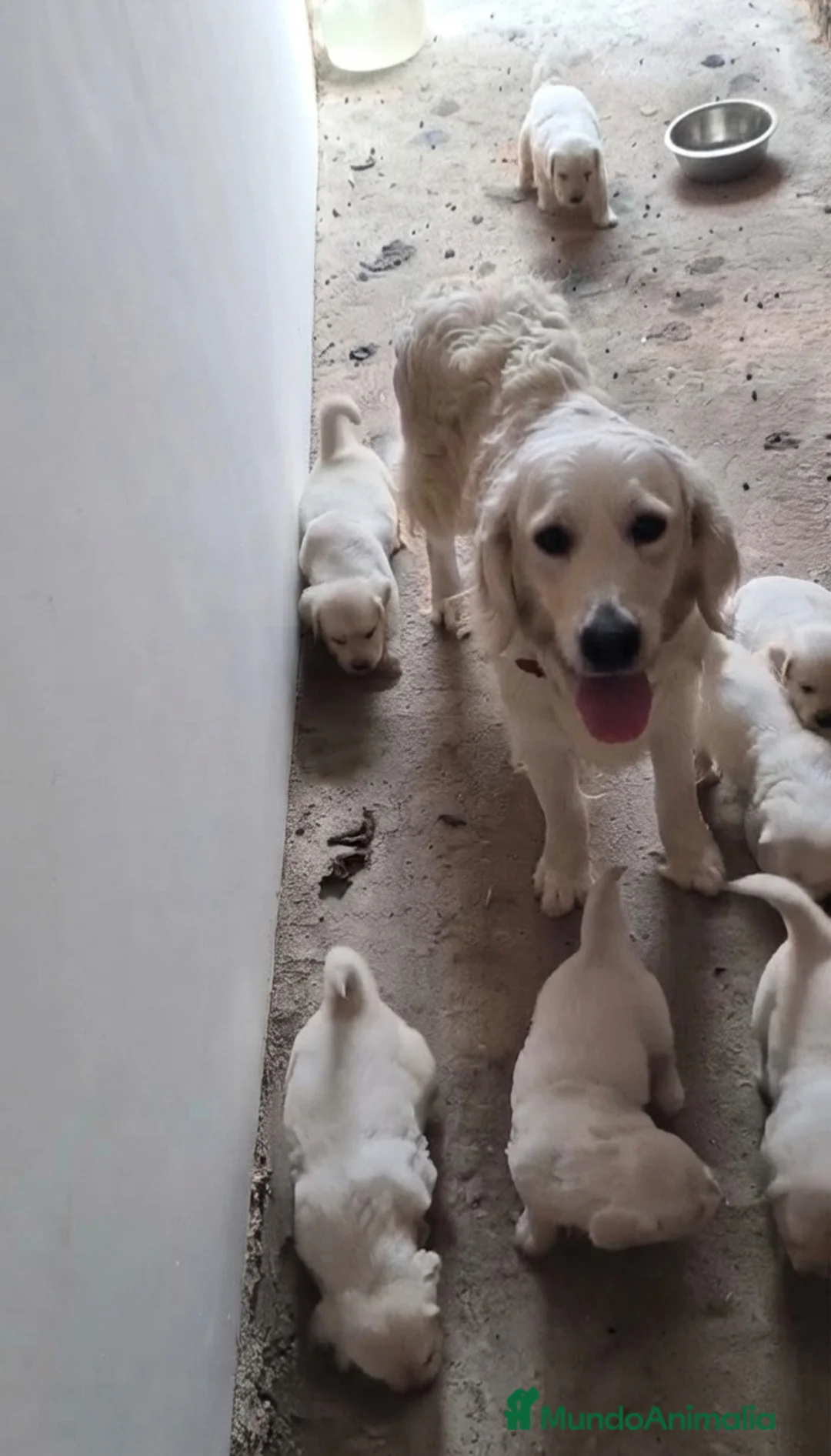 Golden Retriever perros en venta: Golden retriever - Anuncio 1