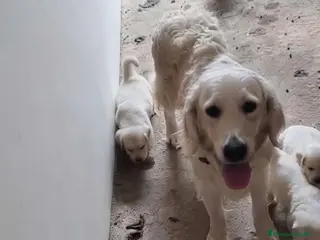 Golden Retriever perros Golden retriever - Anuncio 4